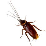 American Cockroach The Pest force