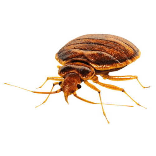 Bed Bugs The Pest force