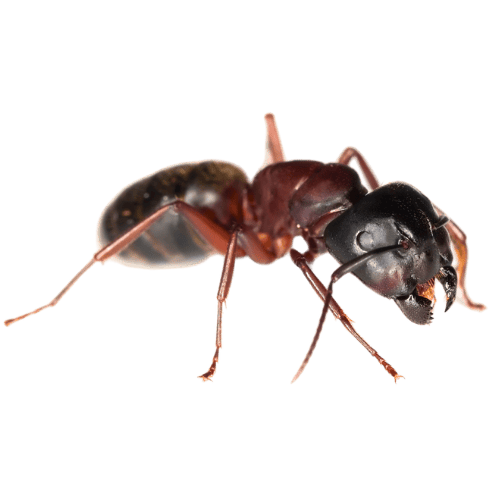 Carpenter Ants The Pest force