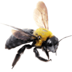 Carpenter Bees The Pest force (1) Carpenter Bees The Pest force (1)