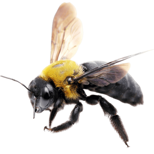 Carpenter Bees The Pest force