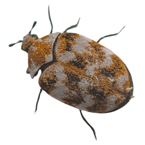 Carpet Beetle The Pest force