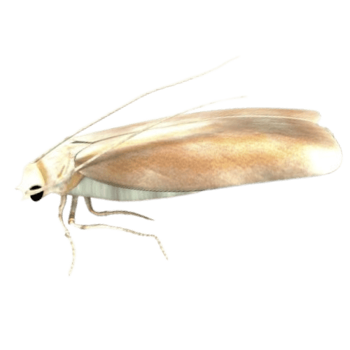 Clothes Moth The Pest force