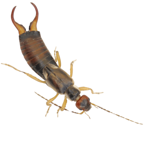 Earwigs The Pest force