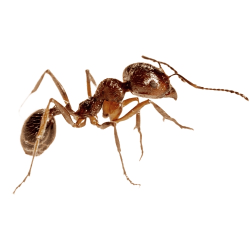 Fire Ants The Pest Force
