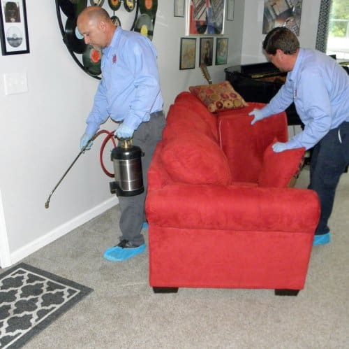 Flea-treatment-myrtle-beach