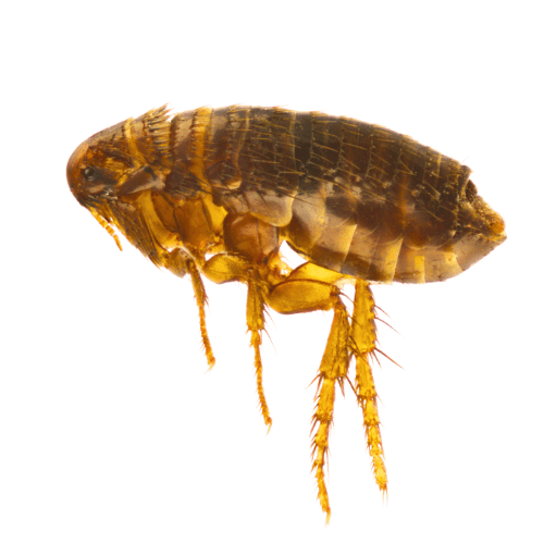 Fleas The Pest Force