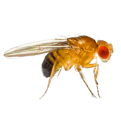 Fruit Fly The Pest Force