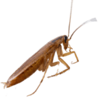 German Cockroach The Pest force