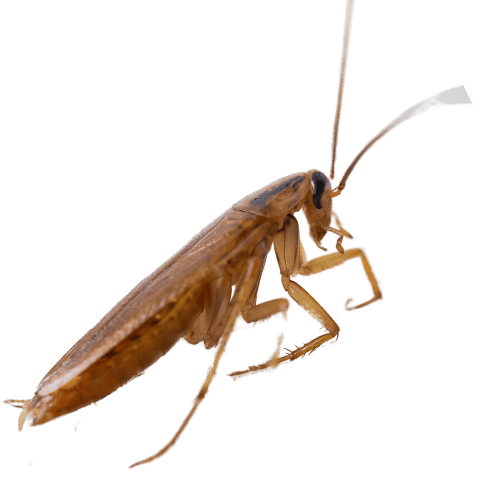 German Cockroach The Pest force
