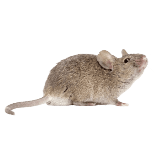 House Mouse The Pest Force
