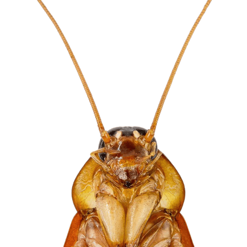 The Pest Force Cockroaches