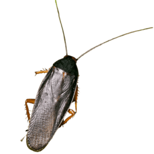 Smoky Brown Cockroach The Pest force