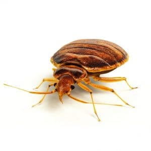 Bed Bugs The Pest force
