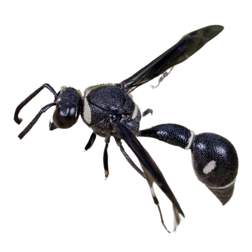Mason Wasps The Pest Force