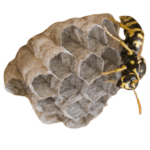 Paper Wasp The Pest Force Paper Wasp The Pest Force