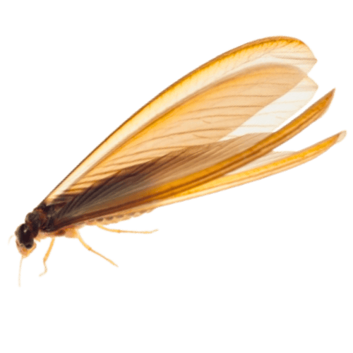 Termites The Pest Force