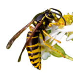 Yellowjackets The Pest Force Yellowjackets The Pest Force
