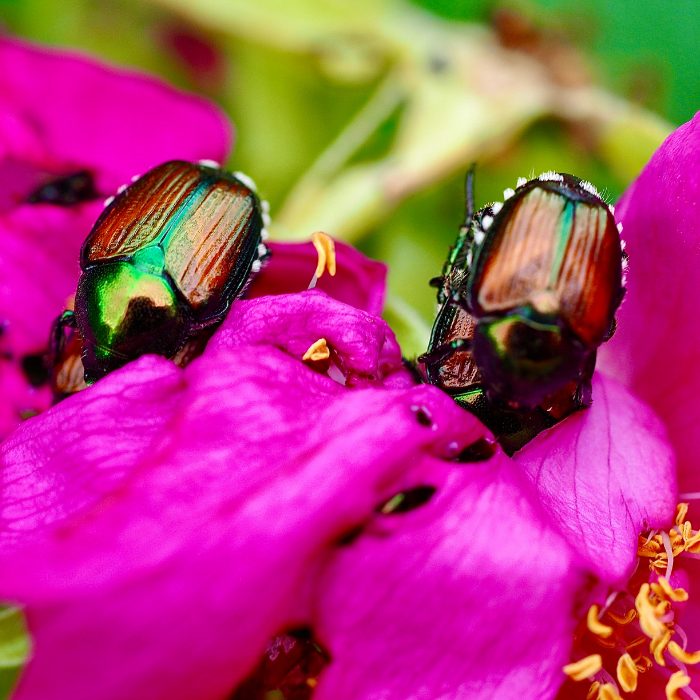 Non-Native Invasive Insects to Watch for in SC The Pest Force Myrtle Beach South Carolina