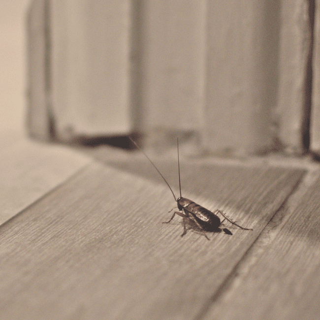 The Impact of Humidity on Pest Activity Managing Pest Problems in Myrtle Beach, The Pest Force Myrtle Beach SC.