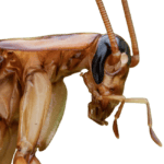 Spotlight on Palmetto Bugs Tips for Effective Control,