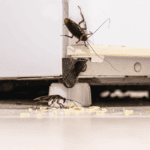 The Health Risks Associated with Common Household Pests