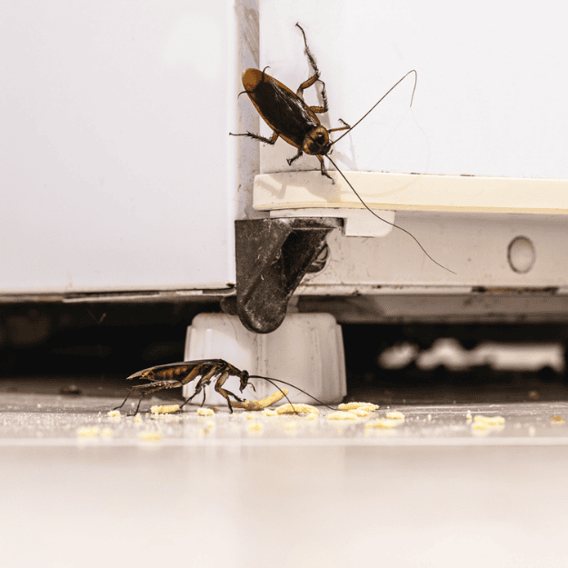 The Health Risks Associated with Common Household Pests