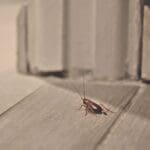 The Pest Force The Hidden Risks of Overwintering Pests