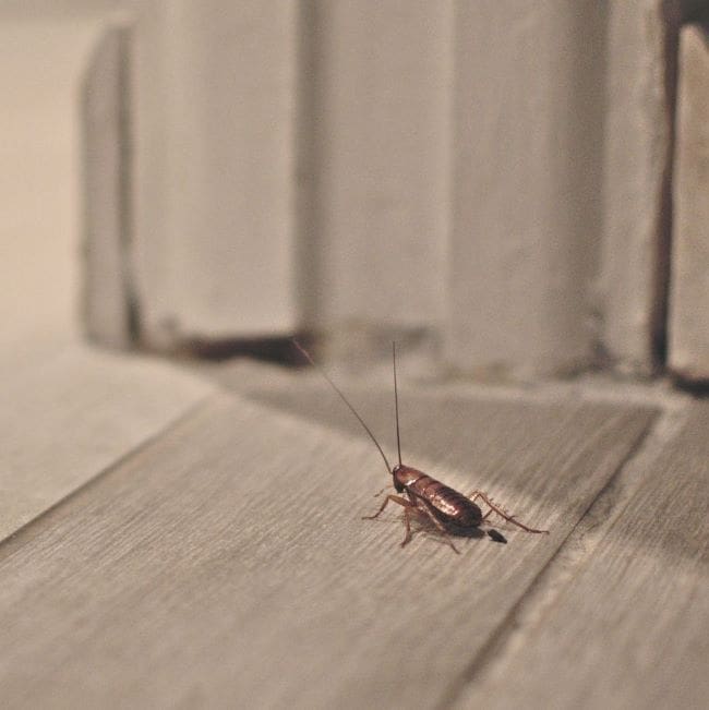 The Pest Force The Hidden Risks of Overwintering Pests