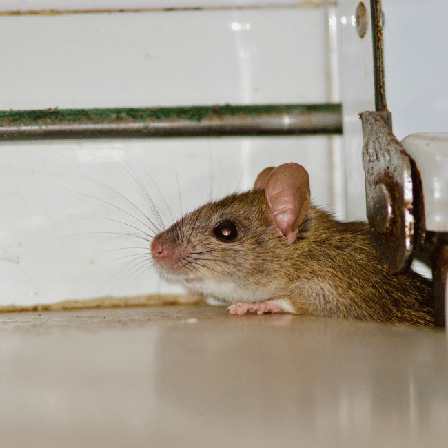 The Pest Force Safe and Effective Rodent Control Methods