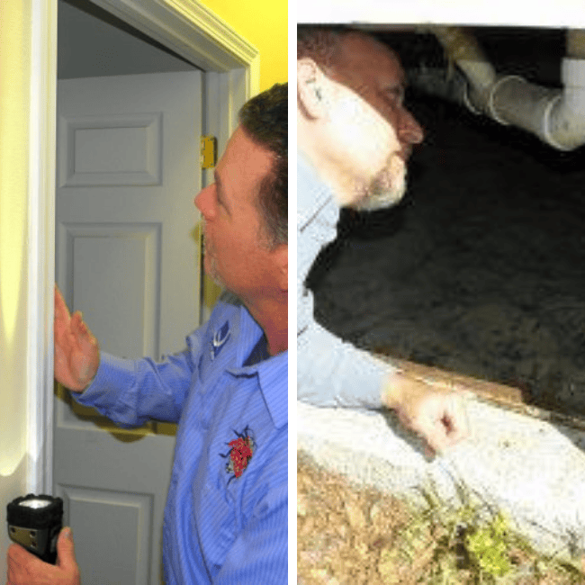 The Pest Force The Importance of Professional Pest Inspection Before Buying a Home