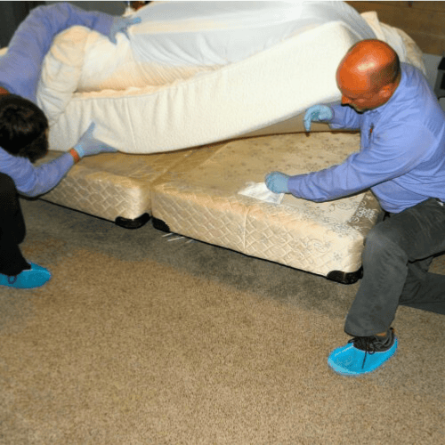 The Pest Force Bed Bug Treatment